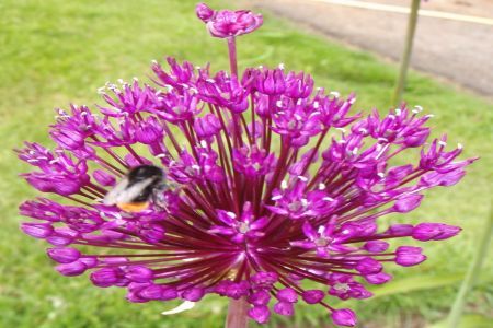 Allium rosenbachianum - bulgari violeti in gradini insorite
